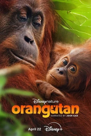 Orang-outan